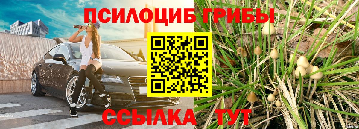 Псилоцибиновые грибы Psilocybe Усть-Джегута